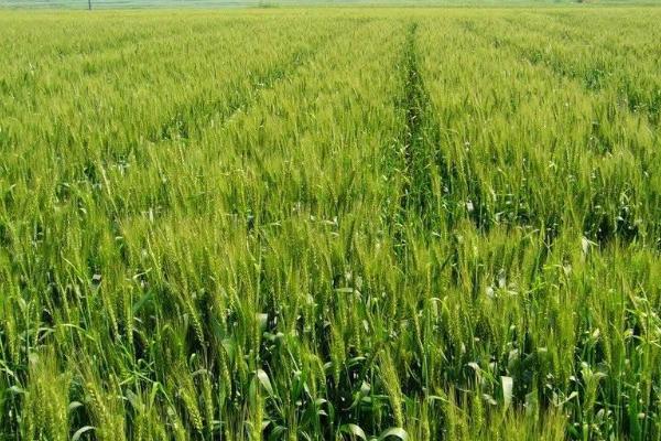 瑞晶麦8441小麦种子特点，每亩16－20万基本苗