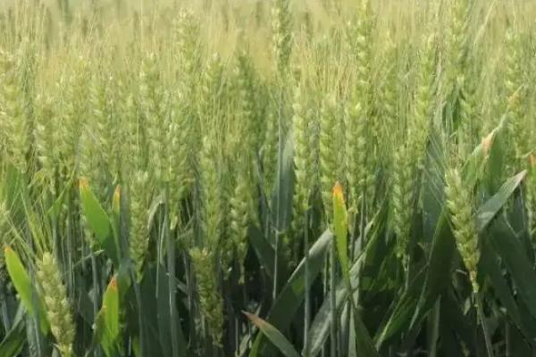 安农1687小麦种子特征特性，每亩14-16万基本苗