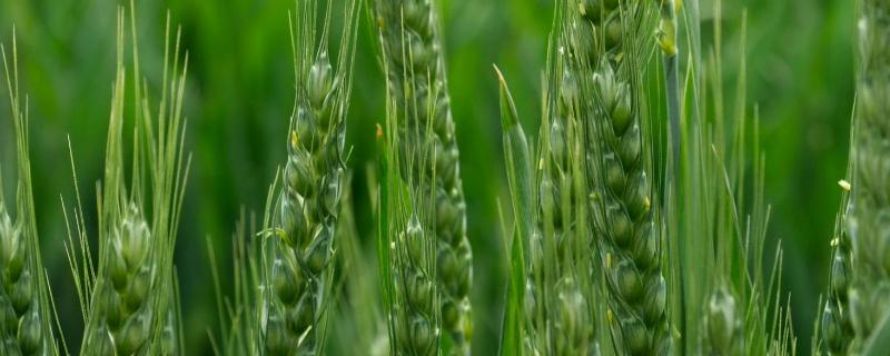 瑞晶麦8441小麦种子特点，每亩16－20万基本苗