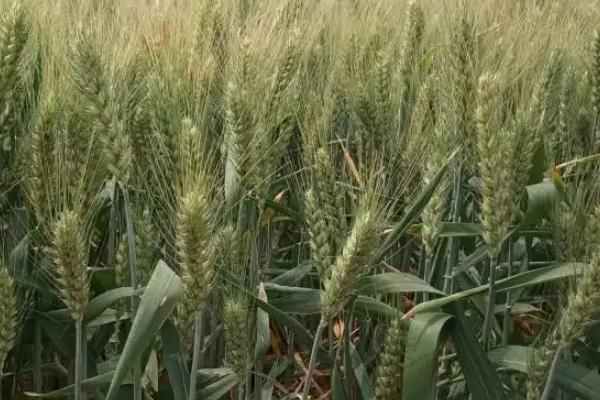 科麦1608小麦品种的特性，为中筋品种