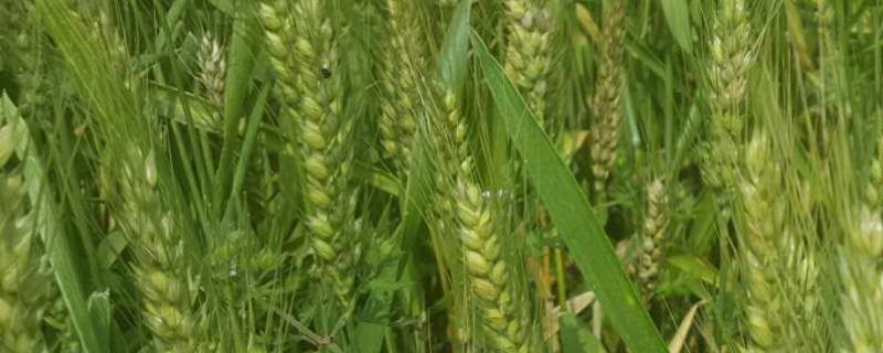 华麦299小麦种子特征特性，每亩18－20万基本苗