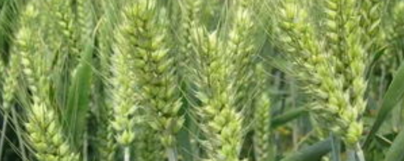 隆麦9910小麦种简介，属半冬性品种