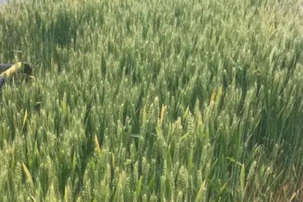 隆麦9910小麦种简介，属半冬性品种