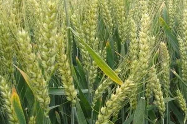 新世纪999小麦种子介绍，每亩18－20万基本苗