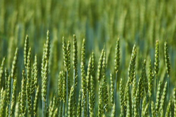 涡育16小麦种子特点，全生育期211.7天