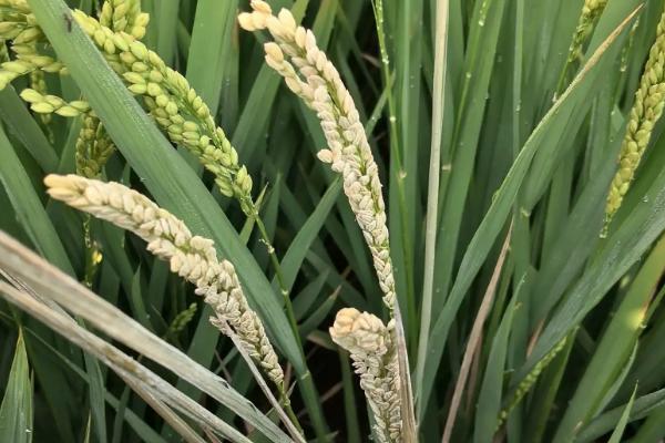 当禾715水稻品种的特性，每亩栽插6万穴左右