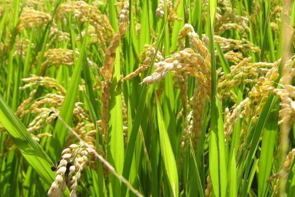 当禾715水稻品种的特性，每亩栽插6万穴左右
