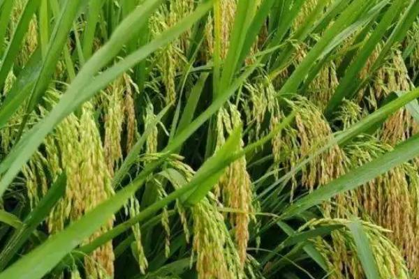 信粳638水稻种子介绍，一般每亩施纯氮20－25千克