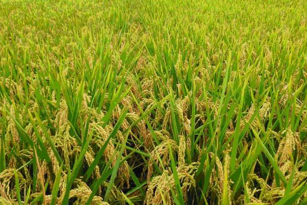 信粳638水稻种子介绍，一般每亩施纯氮20－25千克