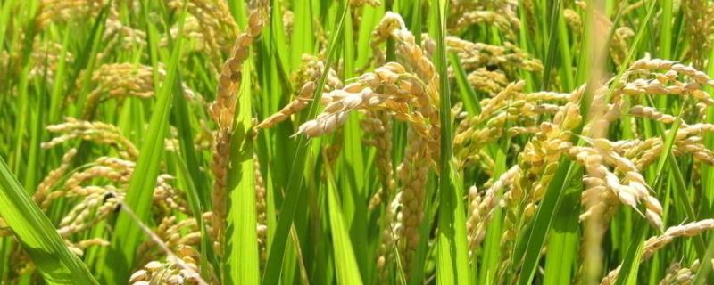C两优1686水稻种简介，中籼两系杂交水稻品种