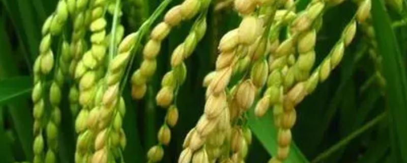 亚信丝苗水稻种子简介，全生育期为131.0天