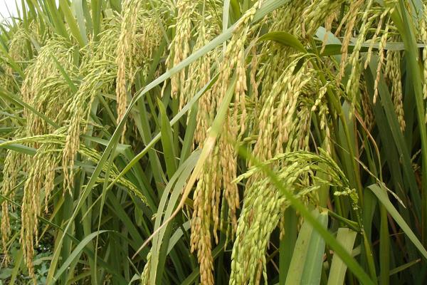粤丰丝苗水稻种子特征特性，中籼常规水稻品种