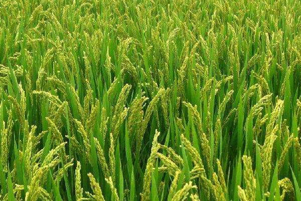 粤禾丝苗水稻品种简介，全生育期为130.0天