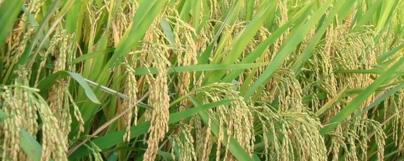徽两优586水稻种子特点，全生育期为138.3天