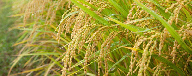 粤粳油占水稻种子简介，中籼常规水稻品种