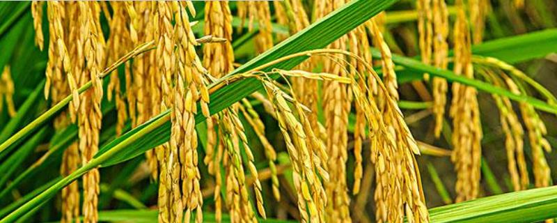 巡两优875水稻种子特点，中籼两系杂交水稻品种