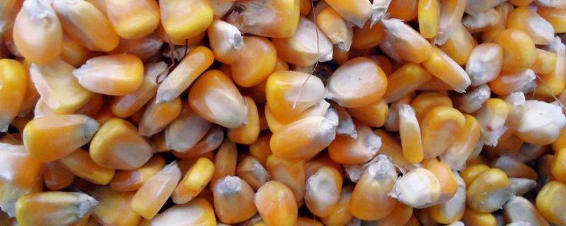 玉米种子的胚包括哪几个部分，由胚根、胚芽、胚轴、子叶组成