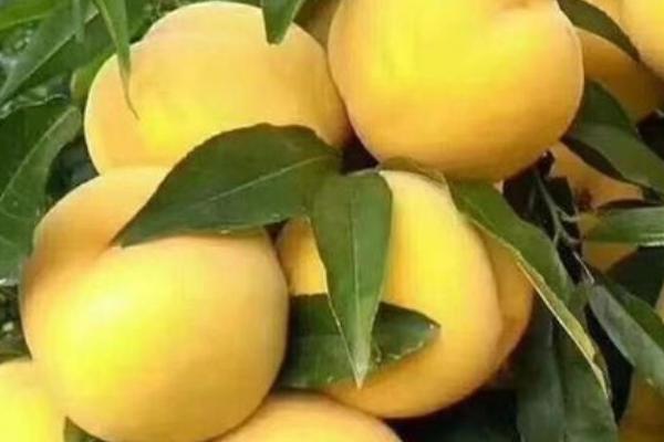 五月成熟的黄桃品种，金冠8-18和锦香黄桃都是5月成熟
