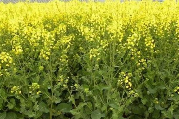 北方什么时候种油菜，一般在春季3-4月播种
