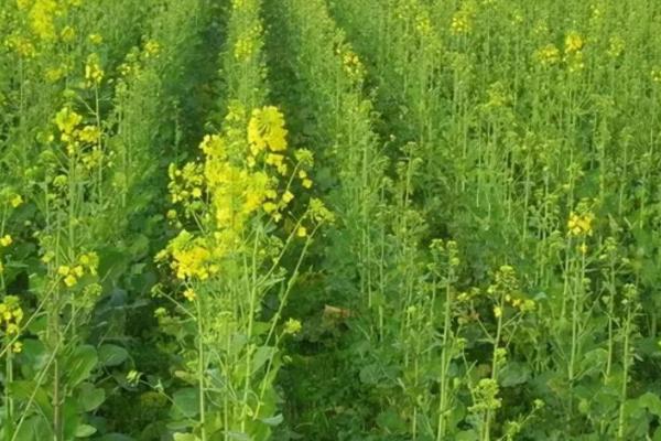 北方什么时候种油菜，一般在春季3-4月播种