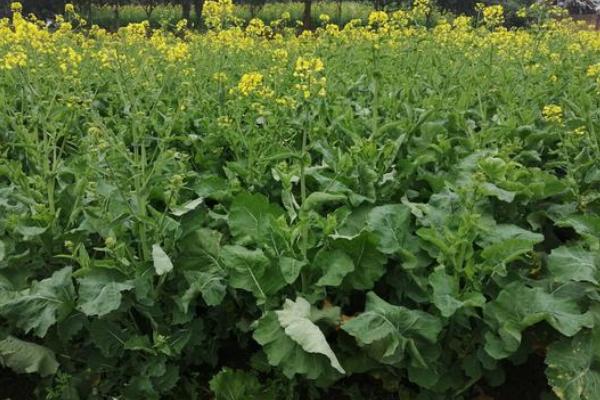 北方什么时候种油菜，一般在春季3-4月播种