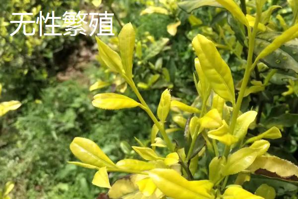 什么叫无性繁殖，无需通过受精过程的繁殖方法