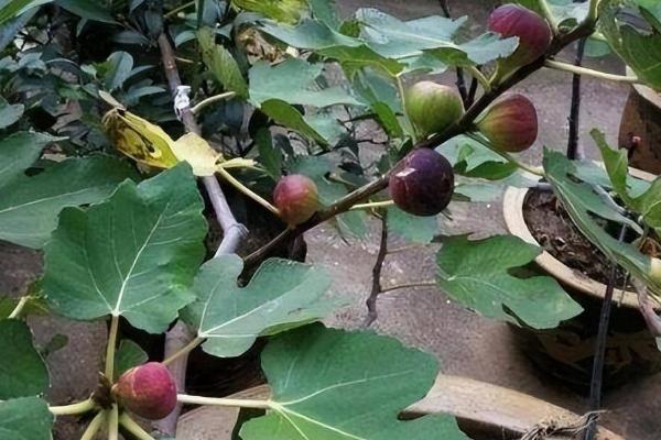 无花果不结果是怎么回事，可能是光照不足或施肥不当等