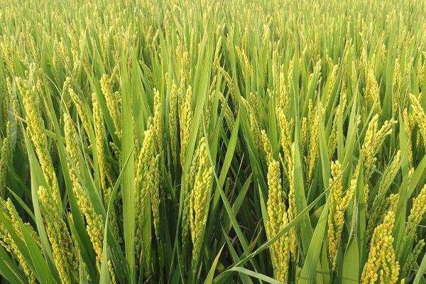 中佳早16水稻种简介，重点防治纹枯病和白背飞虱