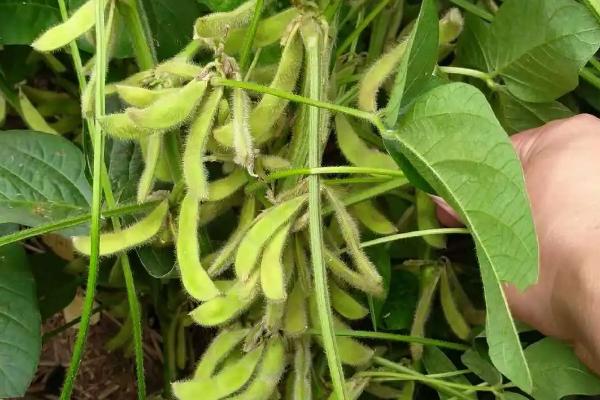 华夏10号大豆品种的特性，低肥力地块6万株