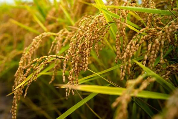 Q两优粤苗水稻种子简介，中籼两系杂交水稻品种