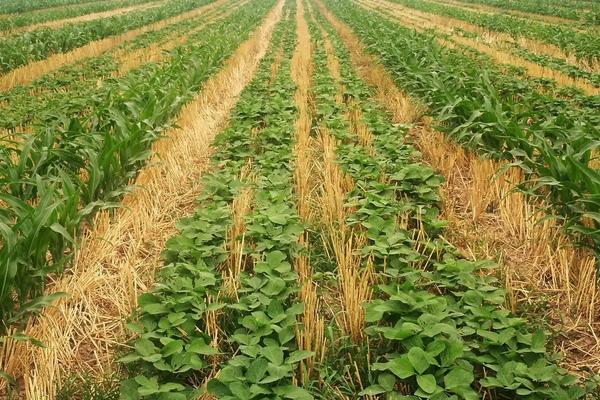 华夏10号大豆品种的特性，低肥力地块6万株