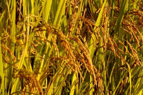 福兴A水稻种子特征特性，全生育期比龙特浦A长3天左右