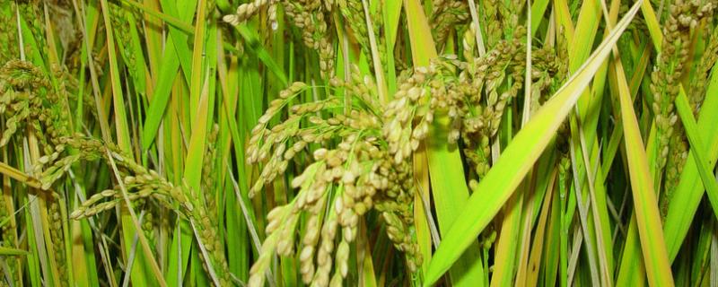 夷优601水稻品种简介，秧田播种量12.5公斤
