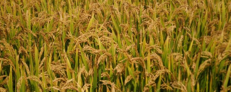 华两优3716水稻种子介绍，每亩有效穗数15.3万