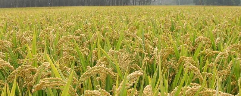 野香优6833水稻品种的特性，每亩有效穗数13.8万