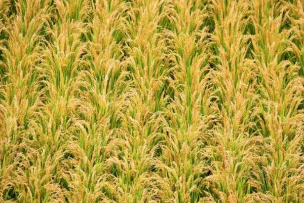 华两优3716水稻种子介绍，每亩有效穗数15.3万