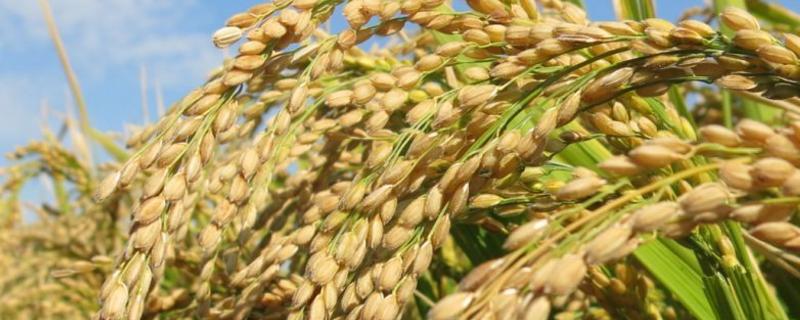 旌3优164水稻品种简介，亩播种量宜控制在10公斤左右