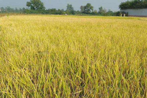 红两优2号水稻品种简介，全生育期两年平均133.1天