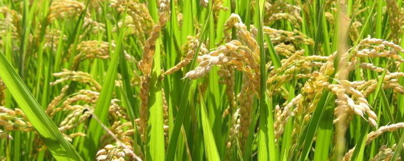 红两优2号水稻品种简介，全生育期两年平均133.1天