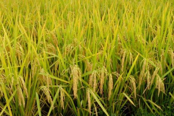 野香优6833水稻品种的特性，每亩有效穗数13.8万