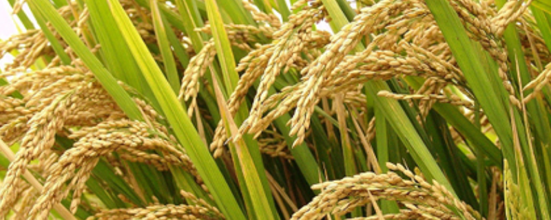 虬两优676水稻种子介绍，每亩有效穗数12.1万