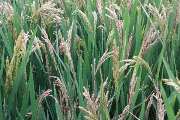 榕夏两优676水稻种子介绍，注意及时防治病虫害