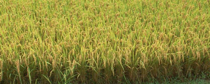 泰优明月丝苗水稻品种简介，秧田播种量每亩12公斤