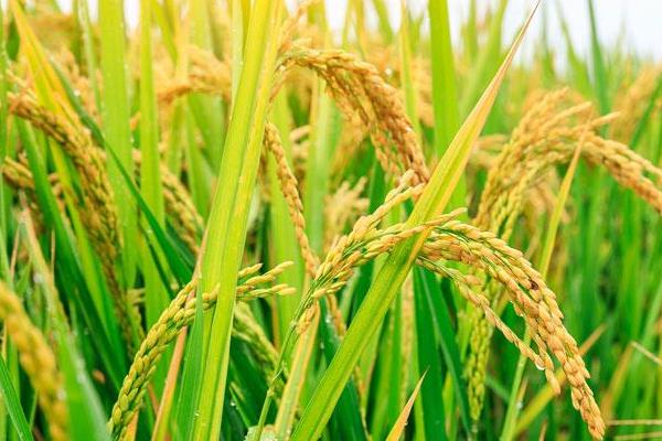 泰优明月丝苗水稻品种简介，秧田播种量每亩12公斤