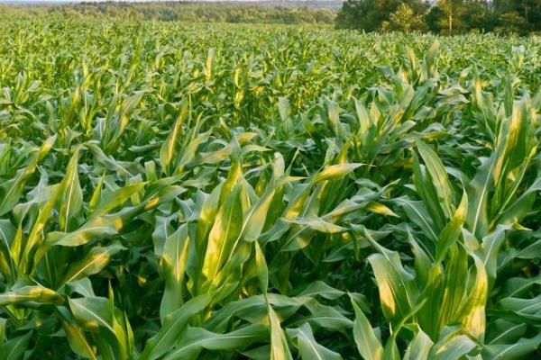 钟海979玉米种子特征特性，每亩适合密度4500株左右