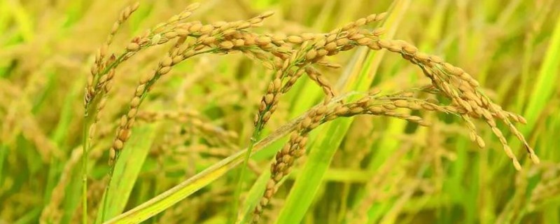 五优1602水稻种子介绍，大田用种量每亩1.0公斤
