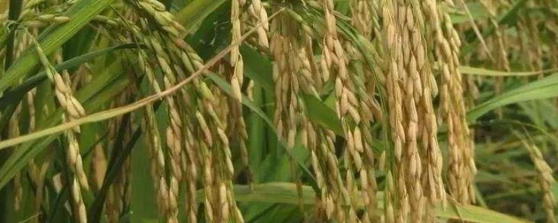 江早油占水稻种子特点，与对照中早35生育期相同