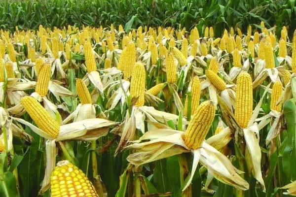 富华811玉米品种的特性，适宜密度为每亩5000株左右