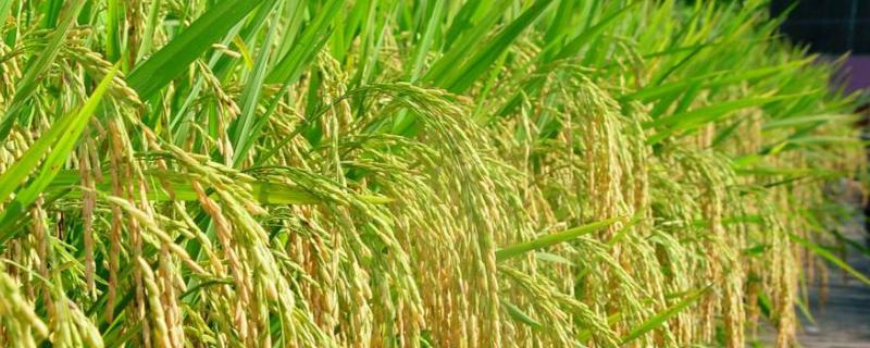 嘉禾优6号水稻品种简介，旱育抛秧5月15日左右播种