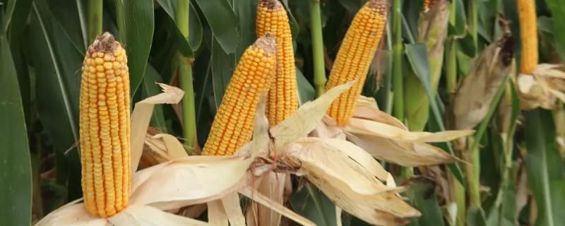济糯123玉米品种简介，适宜密度为每亩4000株左右